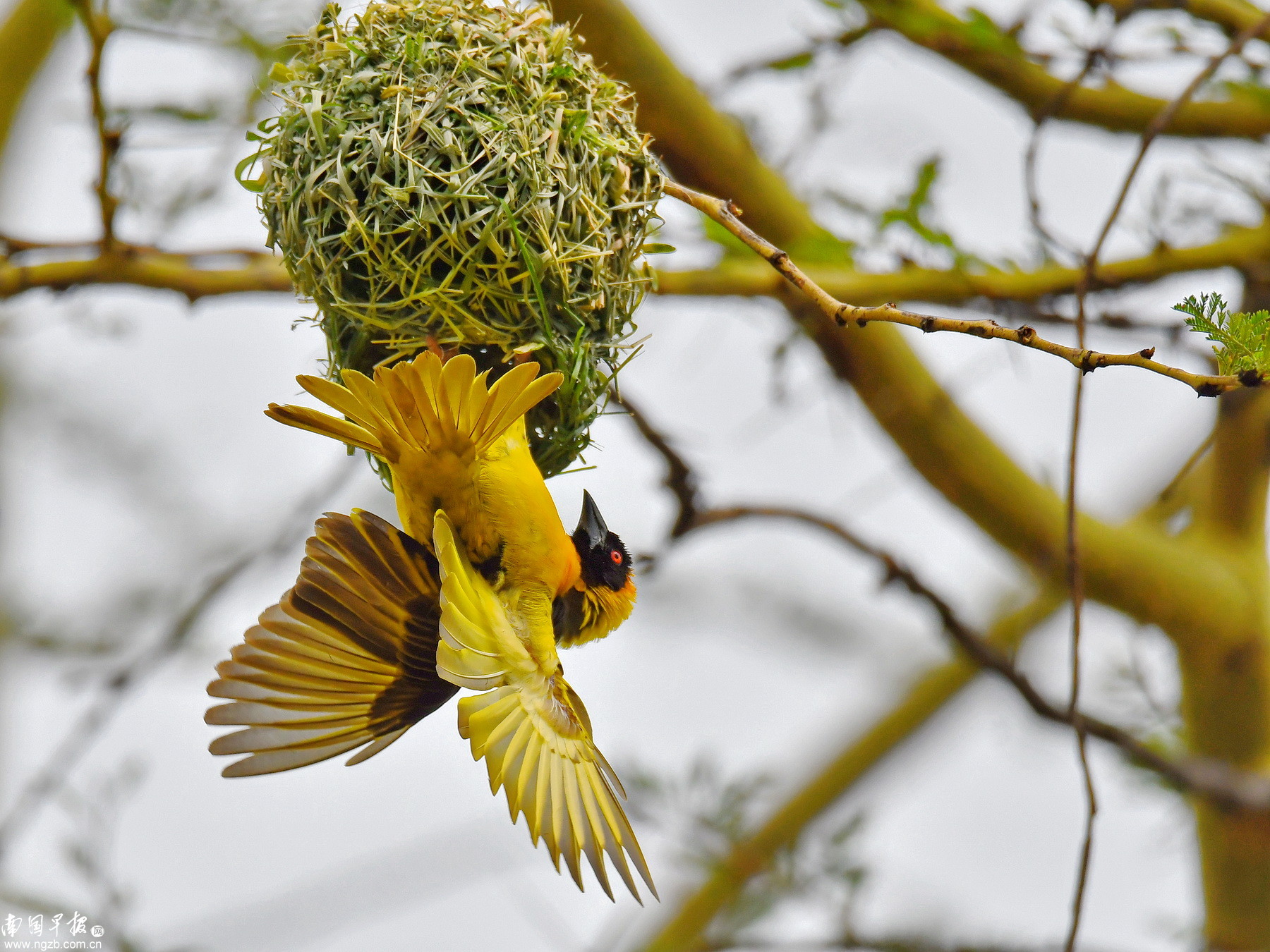 立方风控鸟·早报(1月4日)