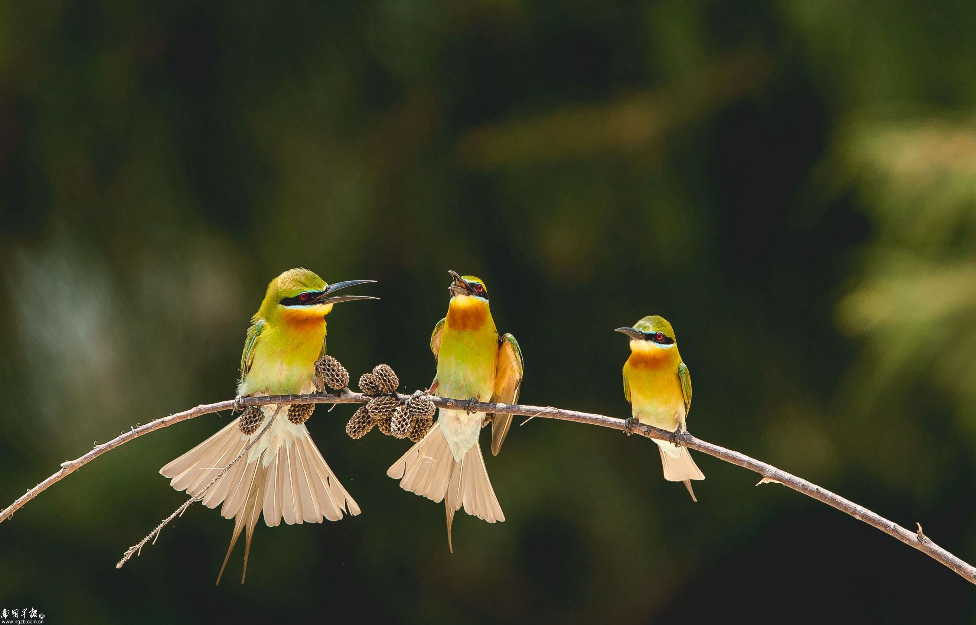 立方风控鸟·早报（1月17日）