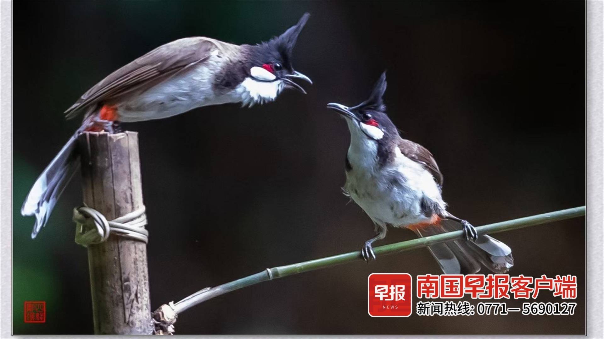 立方风控鸟·早报（3月31日）