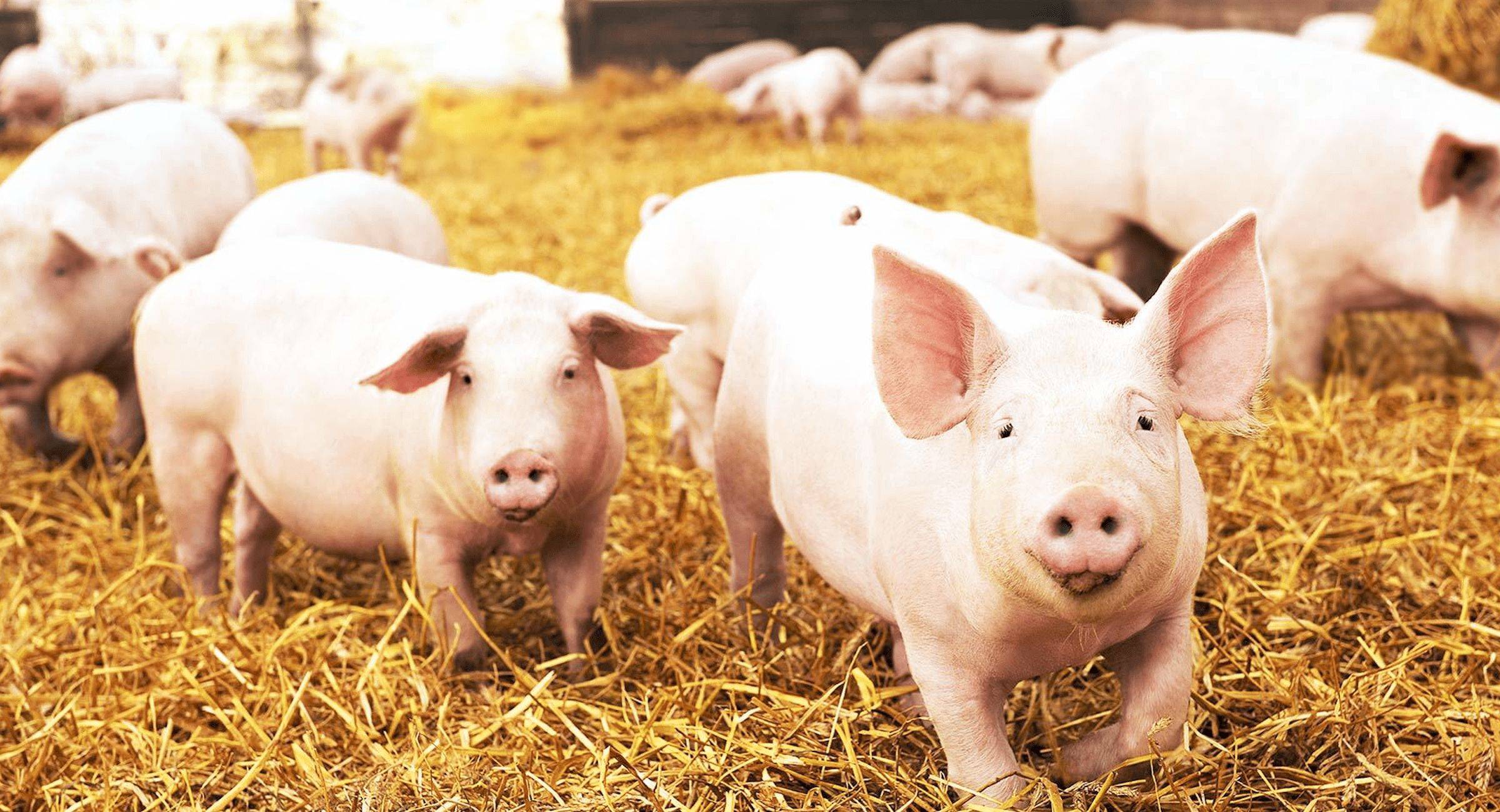 温氏股份50亿元小公募债项目获深交所受理